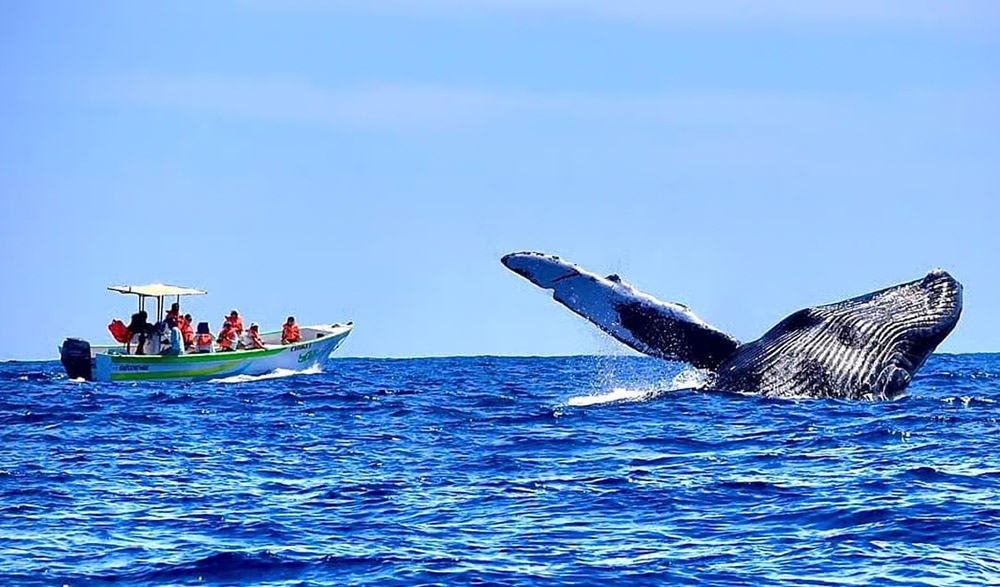 A Whale Watching tour in Cabo San Lucas, Mexico.