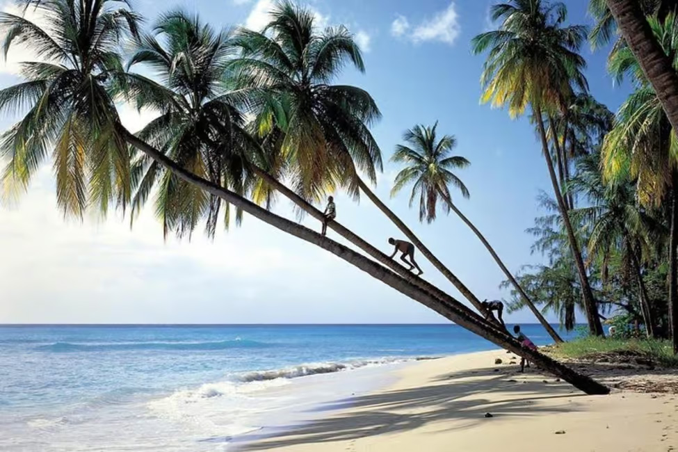 Palm trees, golden sands, and blue seas in Barbados.