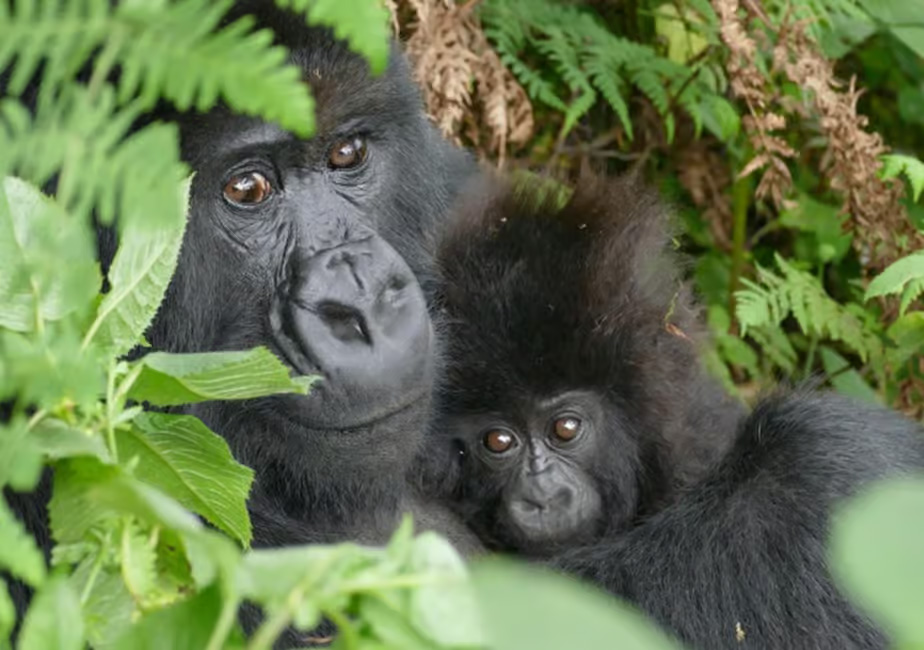 Mountain gorillas in Rwanda.