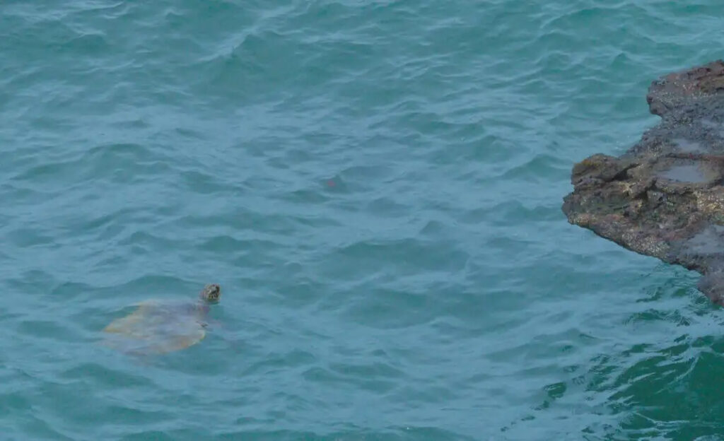 A turtle swimming in the sea around Cape Verde.