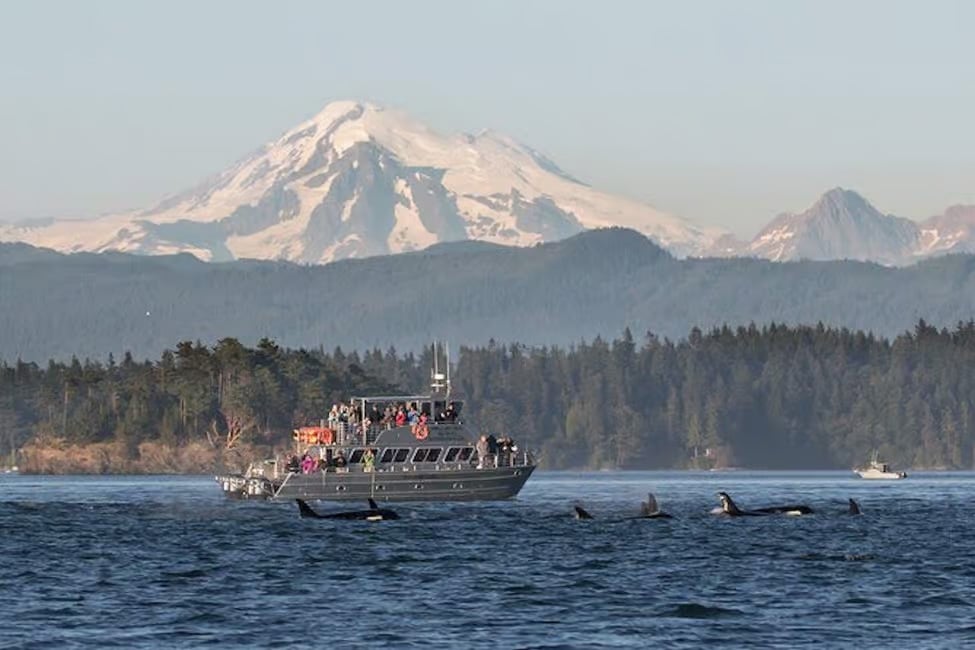 Whale watching on San Juan Island, Washington, USA.