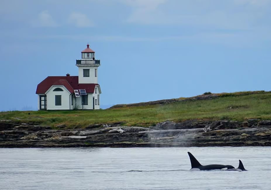 Orca watching on San Juan Island, Washington, USA.