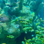Colorful tropical fish at the New England Aquarium, Boston, MA.