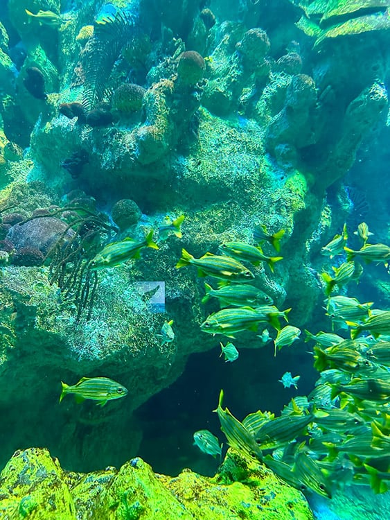 Colorful tropical fish at the New England Aquarium, Boston, MA.