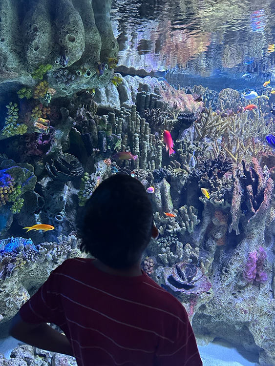 A coral reef exhibit at the New England Aquarium, Boston, MA.
