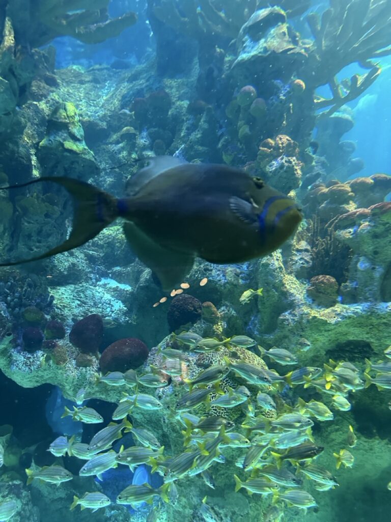 Tropical fish at the New England Aquarium, Boston, MA.
