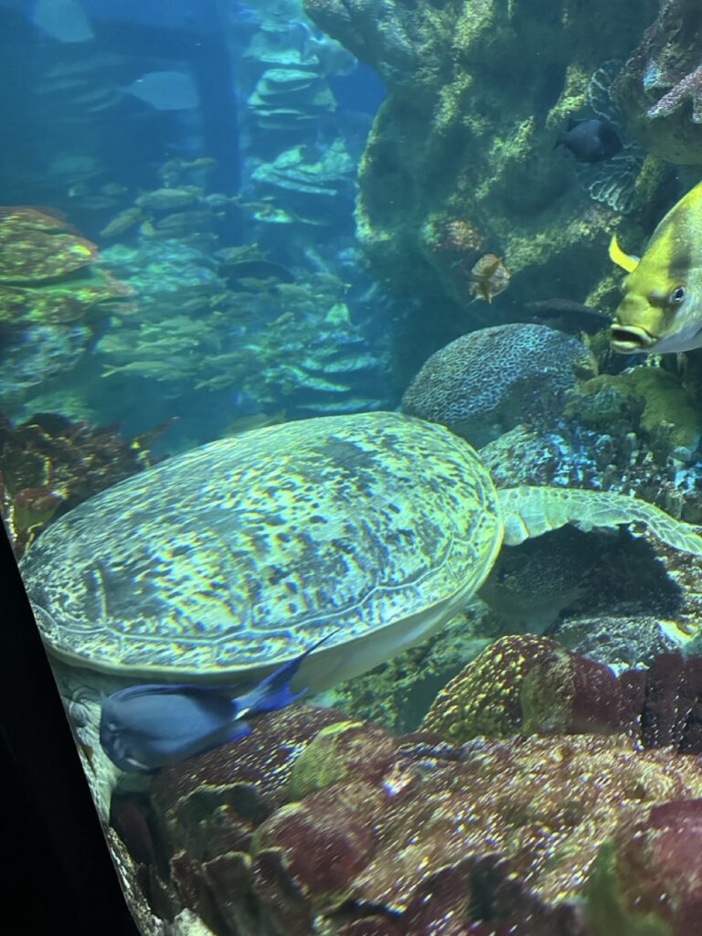 Sea turtles at the New England Aquarium, Boston, MA.