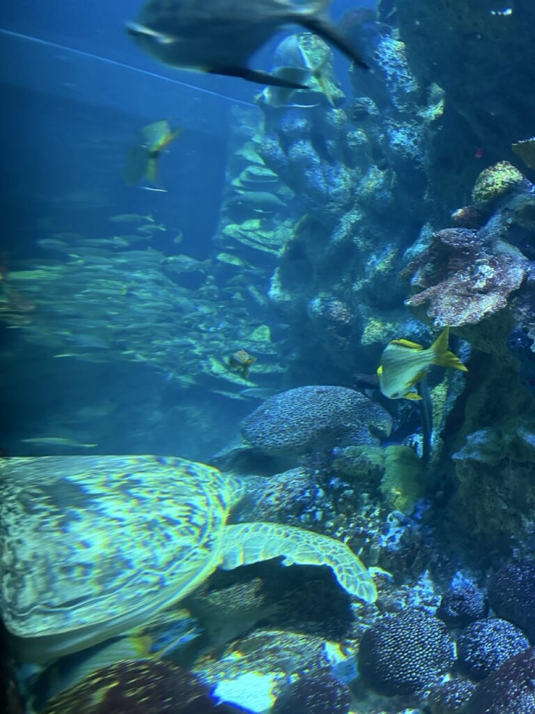 Sea turtles at the New England Aquarium, Boston, MA.