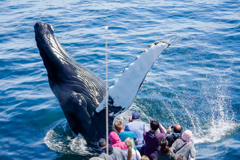 Guests watch as a whale breaches the ocean in front of them on a whale watching tour in Boston, Massachusetts.